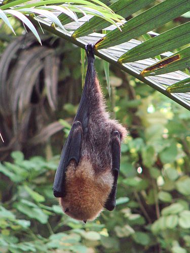 Rodrigues flying fox